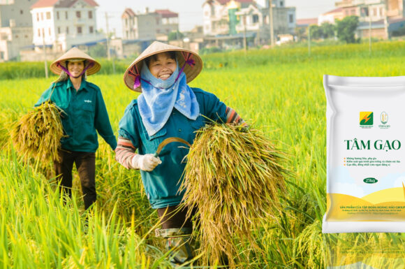 Dự báo thị trường lúa gạo Việt Nam năm 2025