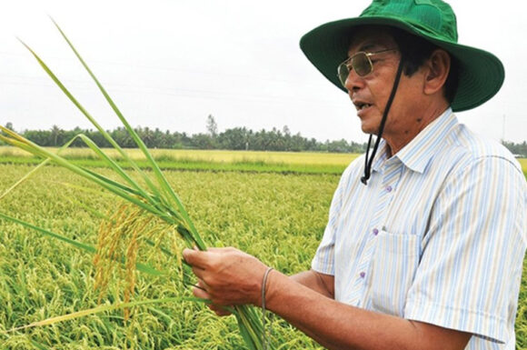Gạo ST25 là gì? Vì sao gạo ST25 ngon nhất thế giới? – Tâm Gạo