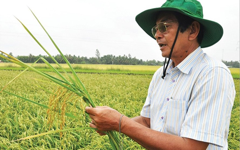 Gạo ST25 là gì? Vì sao gạo ST25 ngon nhất thế giới? – Tâm Gạo