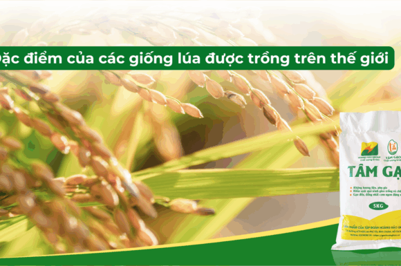 Đặc điểm của các giống lúa được trồng trên thế giới
