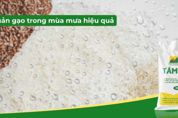 6 Cách bảo quản gạo trong mùa mưa hiệu quả, tránh mốc & mọt