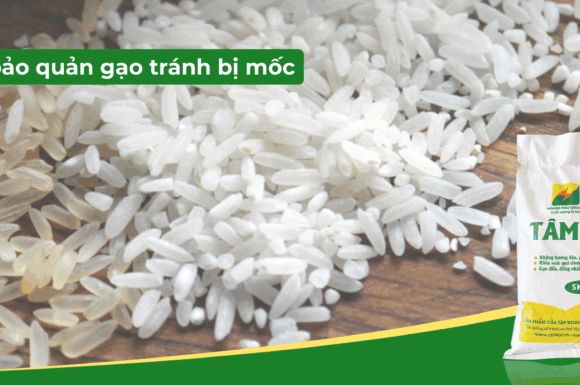 Tại sao gạo bị mốc? Cách bảo quản gạo tránh bị mốc
