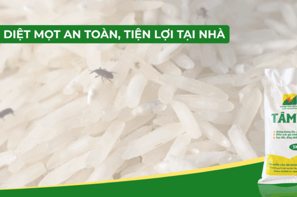Tại sao gạo bị mọt? 6 cách diệt mọt gạo tại nhà, hiệu quả, an toàn.