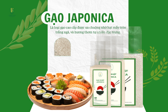 Gạo Nhật Japonica - Tâm Gạo
