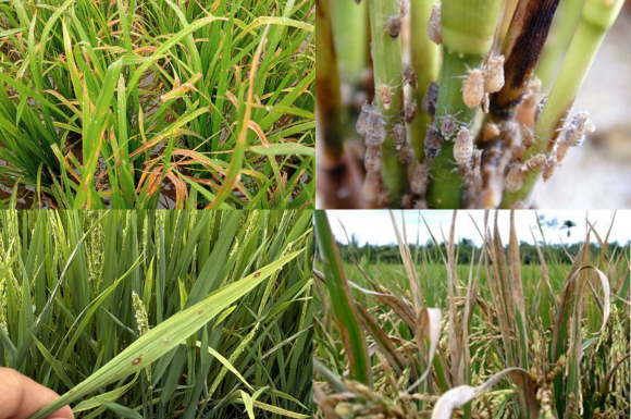Các bệnh thường gặp