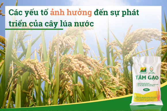 Các yếu tố ảnh hưởng đến sự phát triển của cây lúa nước