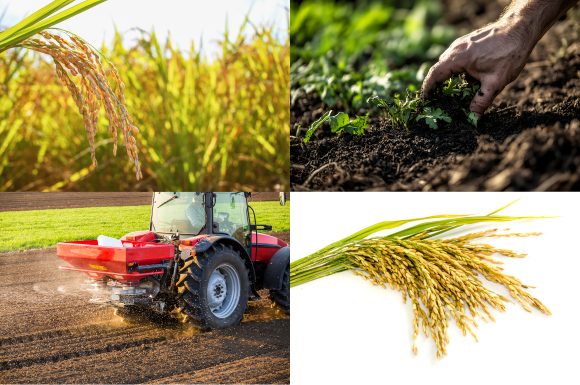 Các yếu tố bổ sung ảnh hưởng đến cây lúa nước