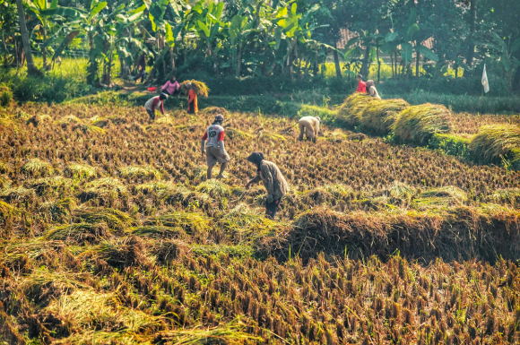 Vai trò của ngành lúa gạo Việt Nam