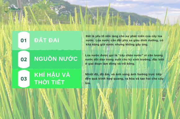 Yếu tố ảnh hưởng đến sự phát triển của cây lúa nước