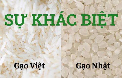 Gạo Nhật Japonica khác gì gạo Việt Nam