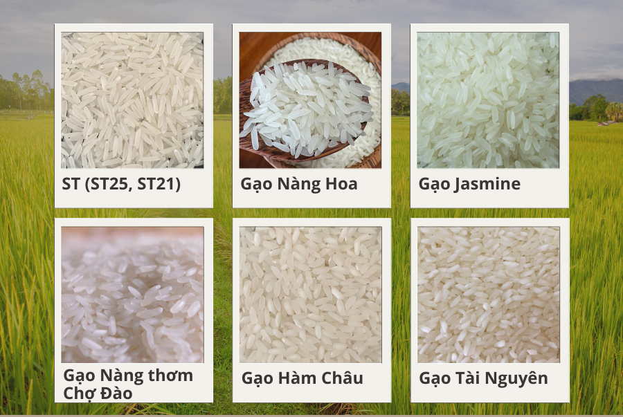 Các loại gạo ở miền Nam Việt Nam