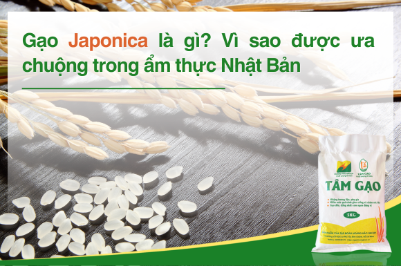 Gạo Japonica là gì? Vì sao được ưa chuộng trong ẩm thực Nhật Bản
