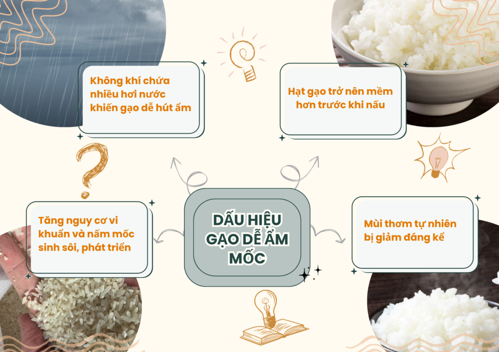 gạo mùa mưa dễ dẫn đến gạo mốc