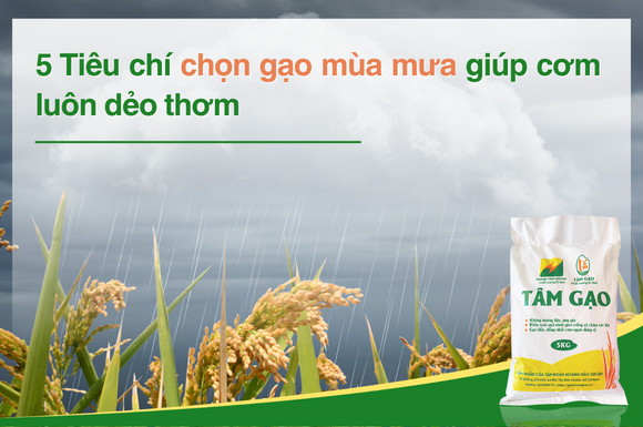 5 tiêu chí chọn gạo mùa mưa giúp cơm luôn dẻo thơm