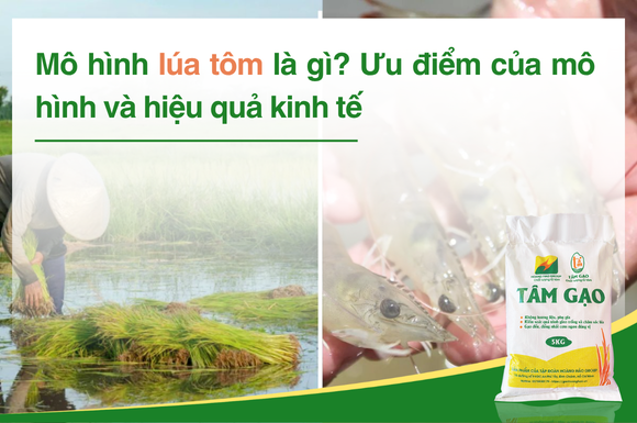 Mô hình lúa tôm là gì? Ưu điểm của mô hình trồng lúa nuôi tôm và hiệu quả kinh tế