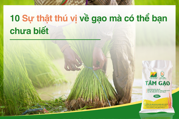 10 Sự thật thú vị về gạo có thể bạn chưa biết