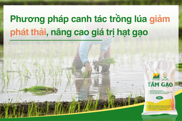 Phương pháp canh tác trồng lúa giảm phát thải, nâng cao giá trị hạt gạo